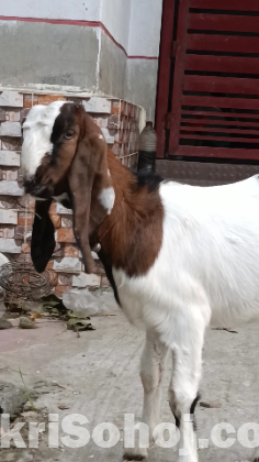 ছাগল